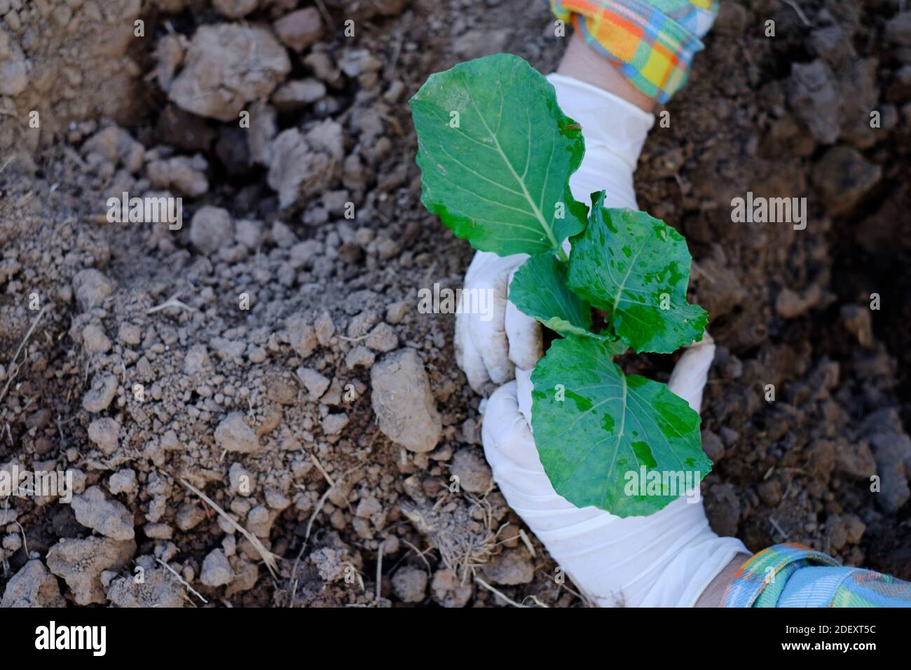 Il giardiniere le mani che piantano il giardinaggio di verdure di cavolo Foto Stock