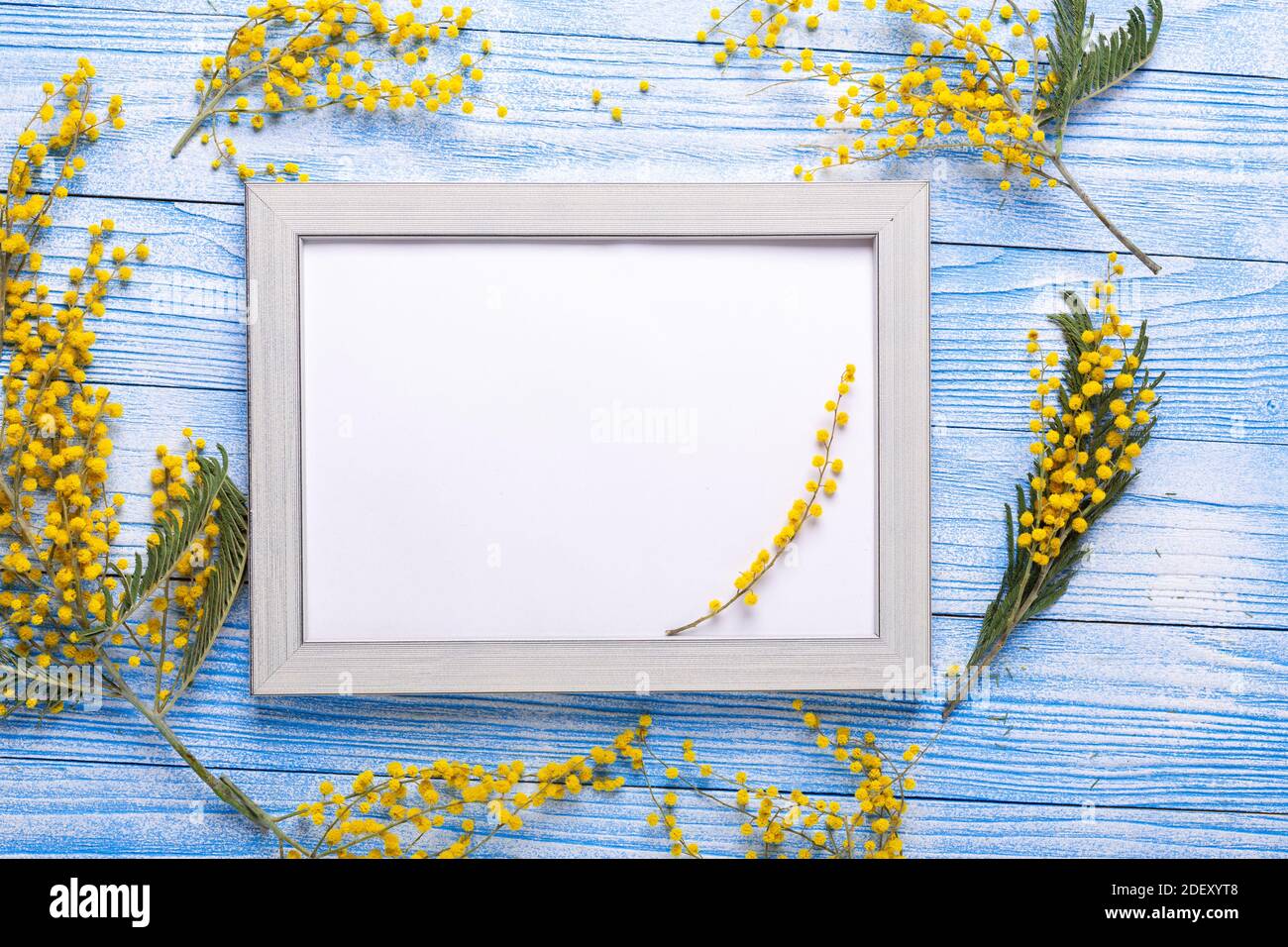 Decorazioni pasquali con fiori mimosa e cornice su tavolo di legno blu.  Mockup con cornice grigia. Vista dall'alto. Spazio di copia - immagine Foto  stock - Alamy