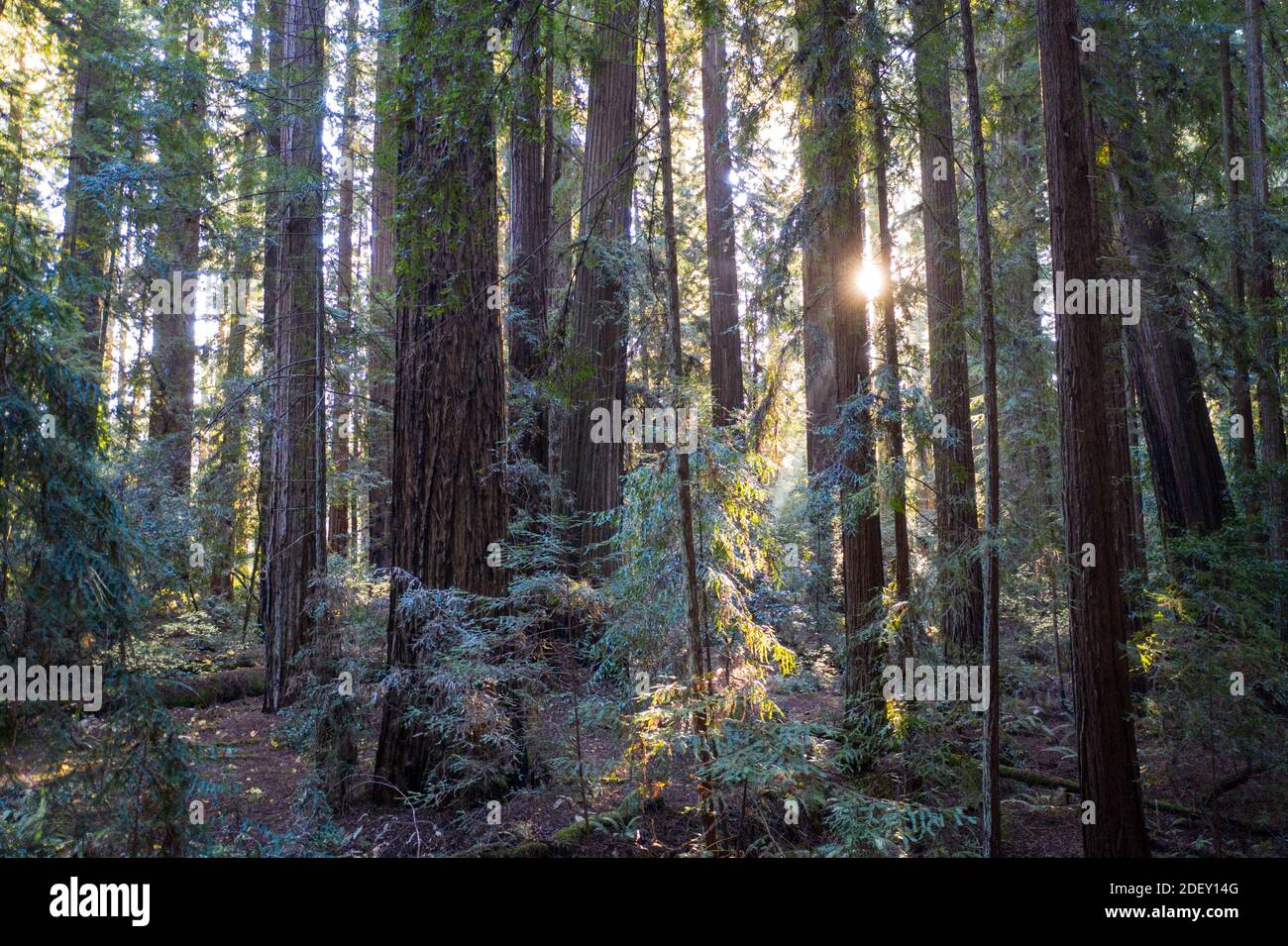 La luce del sole scende in una foresta di sequoie, Sequoia sempervirens, nel nord della California. Le sequoie sono considerate gli alberi più grandi della Terra. Foto Stock