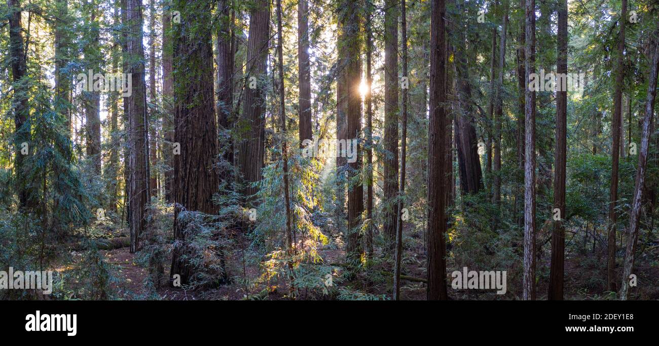 La luce del sole scende in una foresta di sequoie, Sequoia sempervirens, nel nord della California. Le sequoie sono considerate gli alberi più grandi della Terra. Foto Stock