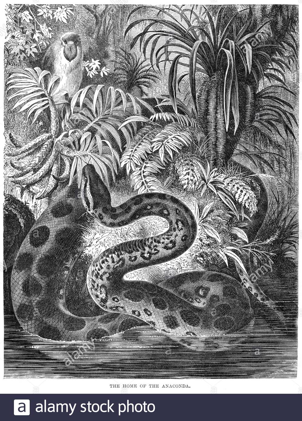 Anaconda, illustrazione vintage del 1896 Foto Stock