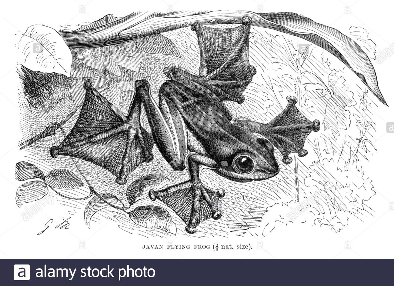 Javan Flying Frog, illustrazione d'epoca del 1896 Foto Stock