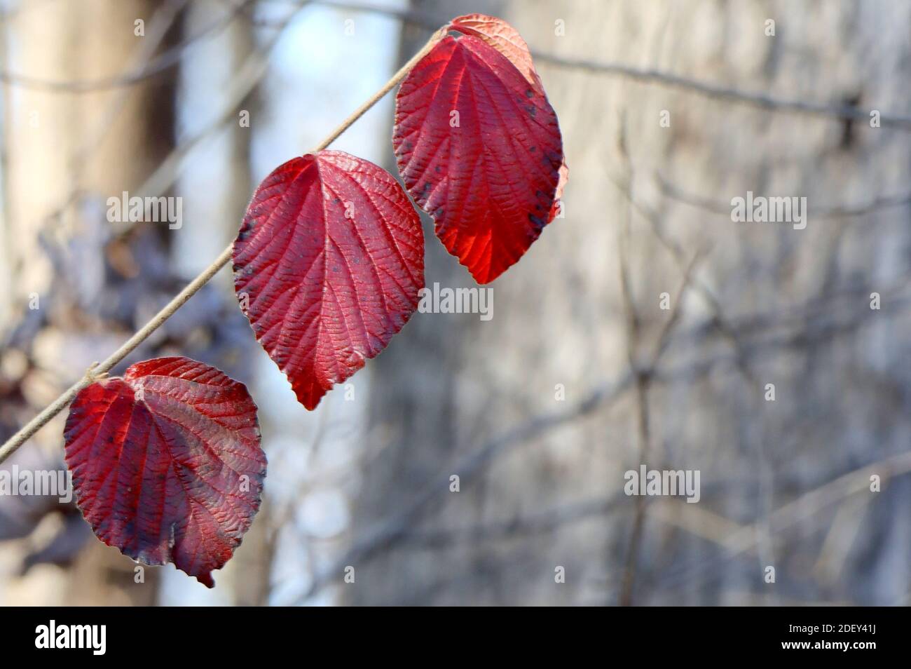 Tre foglie rosse nei giorni di declino dell'autunno. Foto Stock