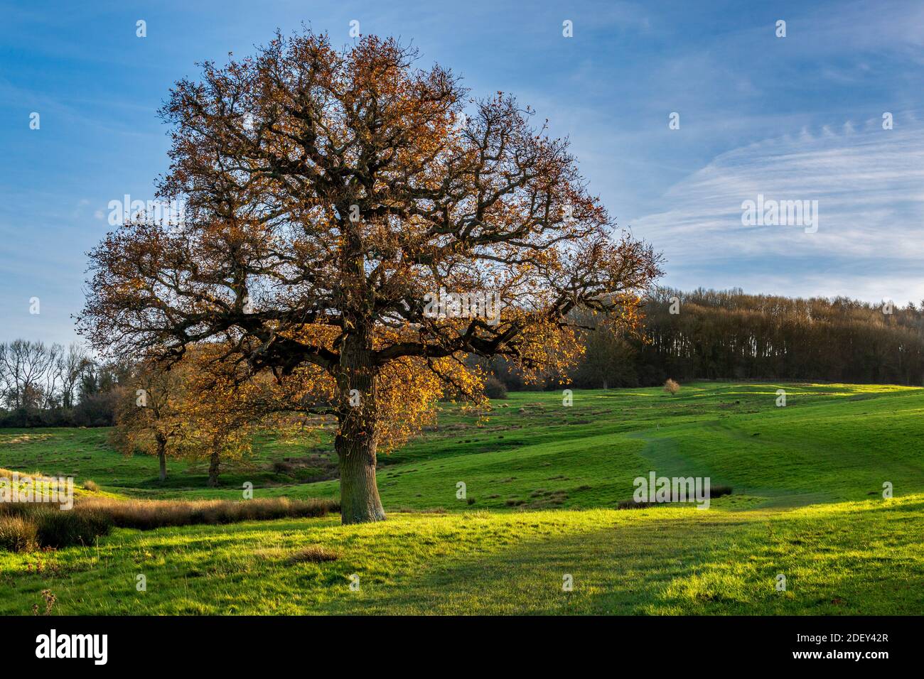 Le ultime foglie di quercia dell'autunno sul sentiero Cotswold Way da Winchcombe a Belas Knap Neolitico Long Barrow, Gloucestershire, Inghilterra Foto Stock