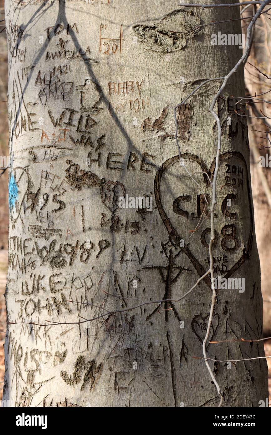 La gente ha scolpito le loro iniziali e altre cose su questo albero. Foto Stock