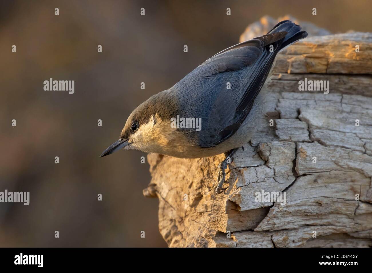 Nuthatch Pygmy (Sitta pygmaea), Blind vista lago Cabin, Deschutes National Forest, Oregon Foto Stock