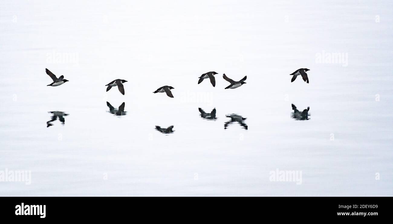 Un gruppo di Brünnich's guillemots (Uria lomvia) noto anche come thick-fatturati murres volare basso sopra l'acqua con riflessioni di Svalbard archipela Foto Stock
