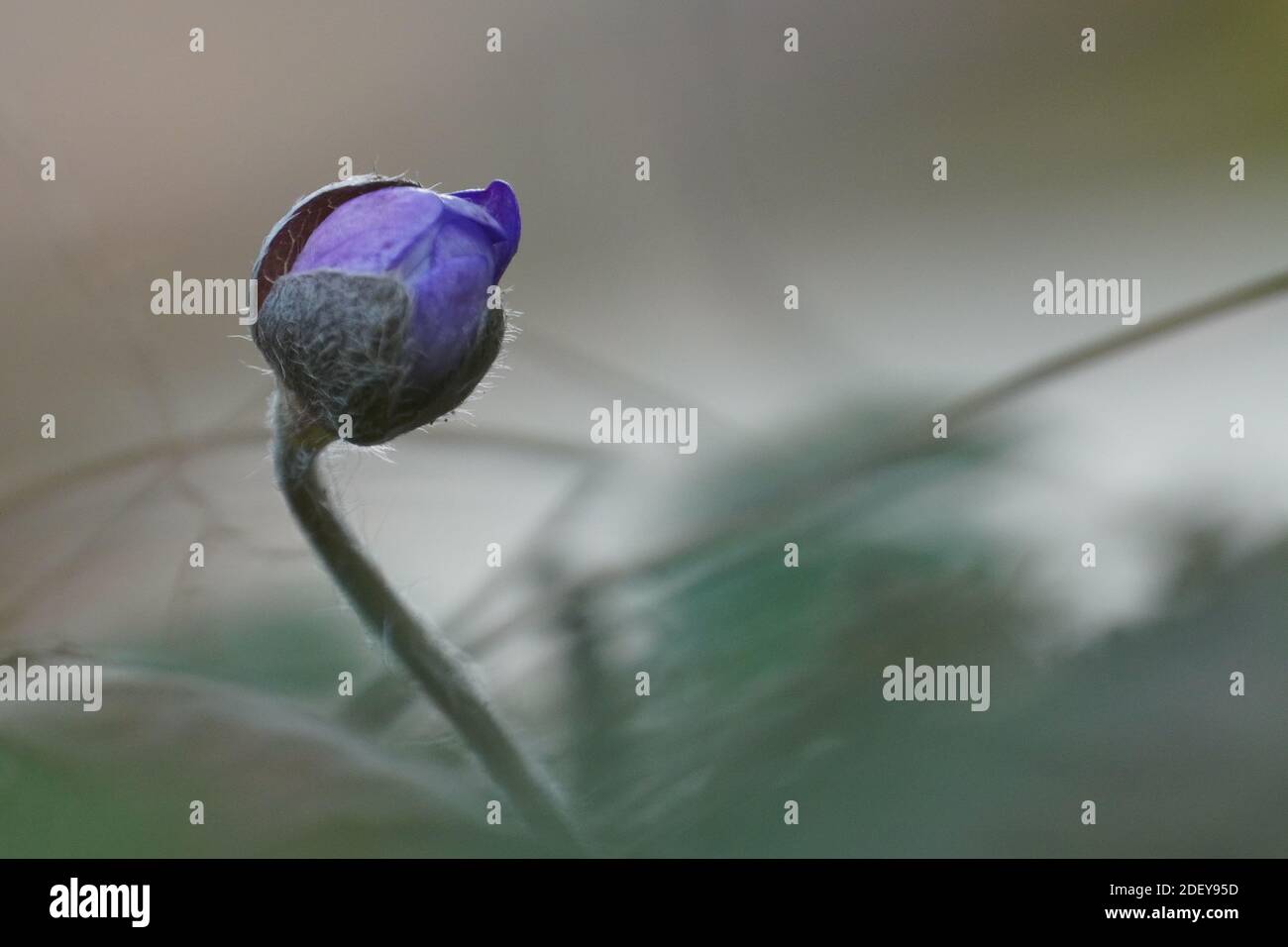 Geschlossene Blüte eines Leberblümchens, Anemone hepatica Foto Stock