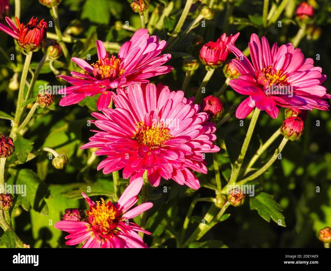 Fiori rosa: Fiori di mamma rosa brillante con giallo alla luce del sole che mostra fiori pieni, boccioli di fiori e foglie verdi closeup Foto Stock
