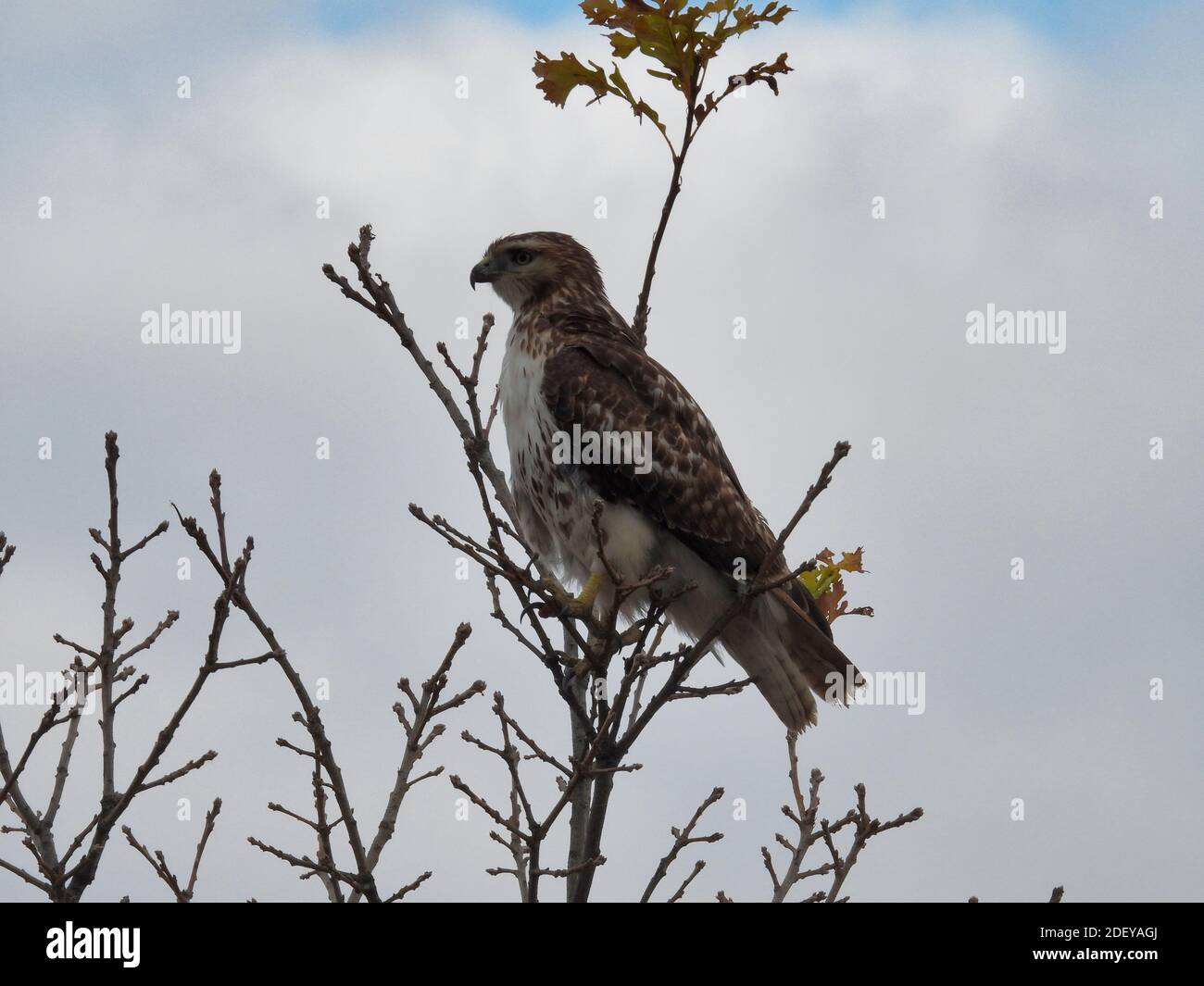 Red-tailed Hawk Bird of Prey arroccato in Tree Branch on Un giorno nuvoloso d'autunno con un picco di cielo blu Tra le nuvole dall'aspetto stormy Foto Stock