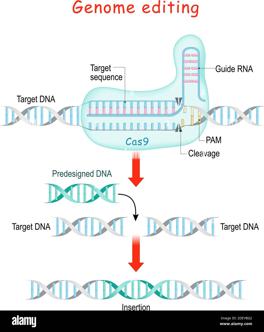 Modifica del genoma. Chirurgia molecolare con CRISPR e Cas9. Spiegazione del processo di modifica del DNA o del gene. La nucleasi Cas9 Illustrazione Vettoriale