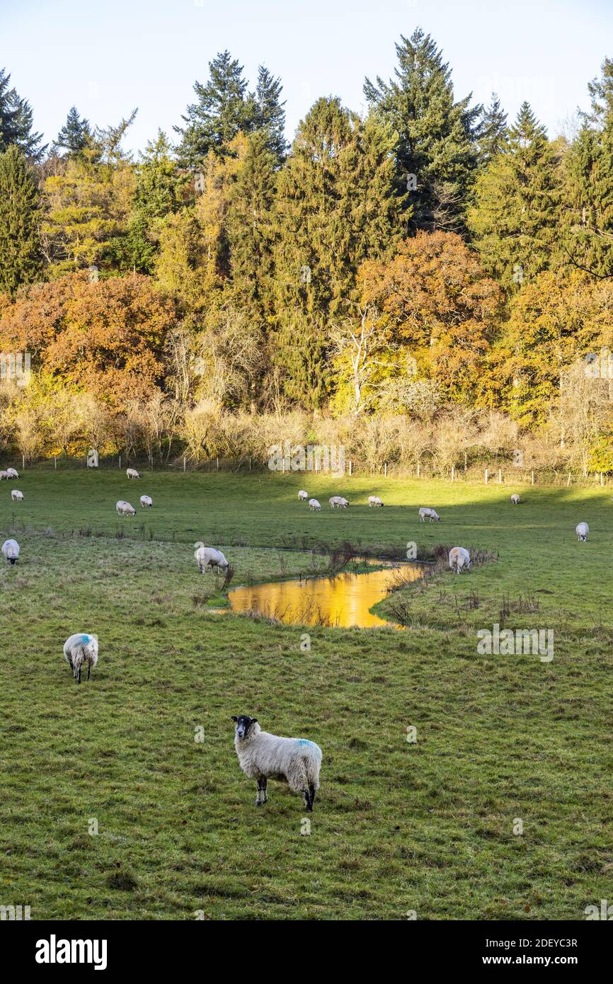 Autunno nel Cotswolds - pascolo di pecore accanto al fiume Coln vicino a Cassey Compton, Gloucestershire Regno Unito Foto Stock