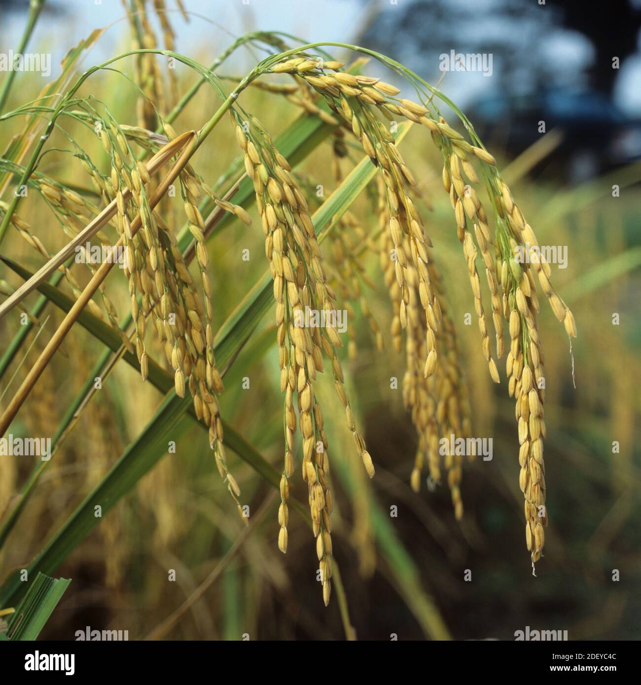 Teste di semina di affogatura o orecchie di raccolto di riso di maturazione con grani lunghi individuali a raccolto, Thailandia Foto Stock