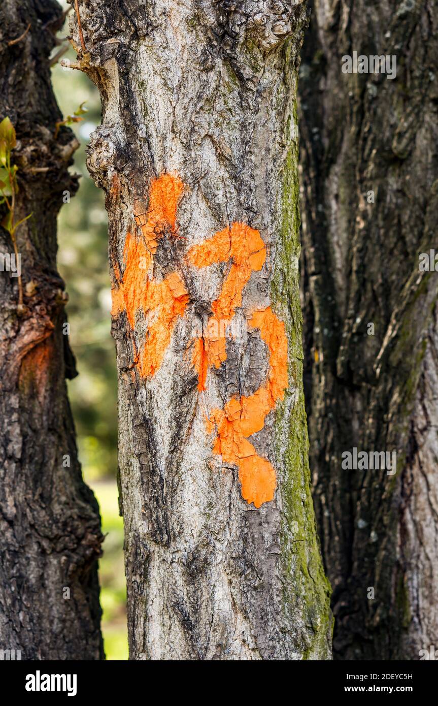 Un primo piano verticale di numero disegnato su un albero bagagliaio con vernice arancione Foto Stock