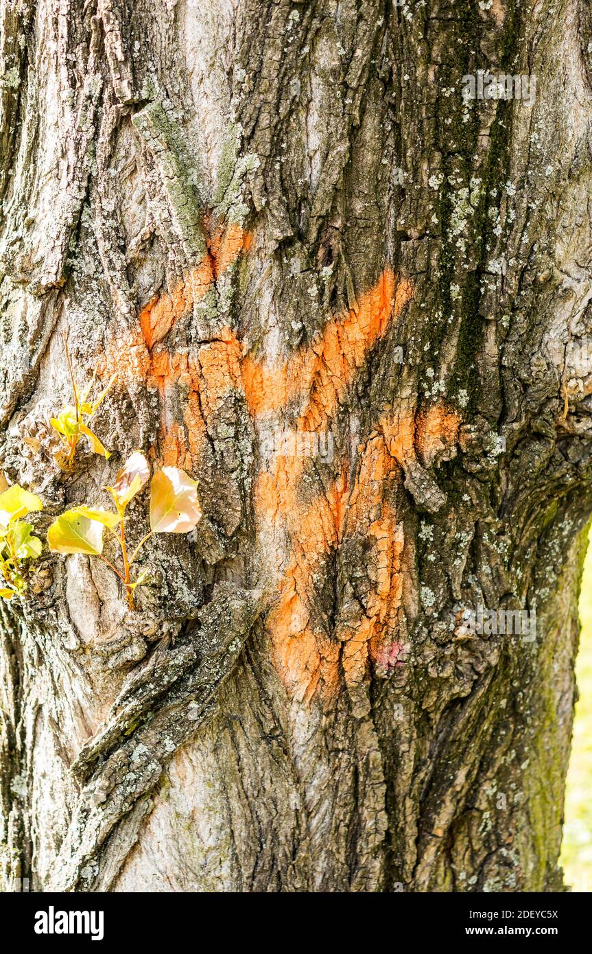 Un primo piano verticale di numero disegnato su un albero bagagliaio con vernice arancione Foto Stock