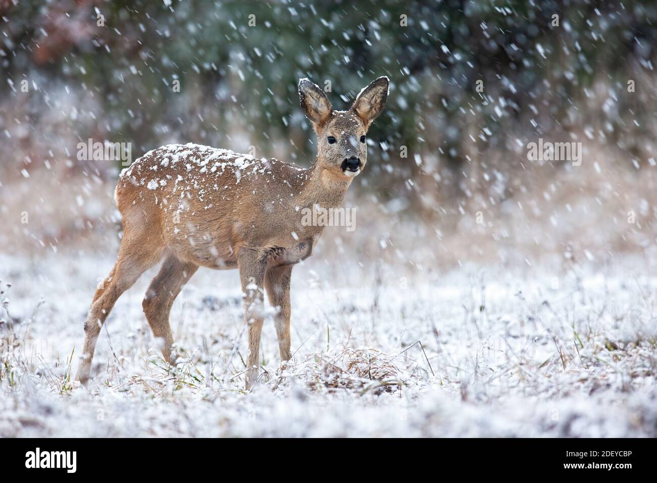 Capriolo che guarda sul campo durante la nevica in inverno Foto Stock