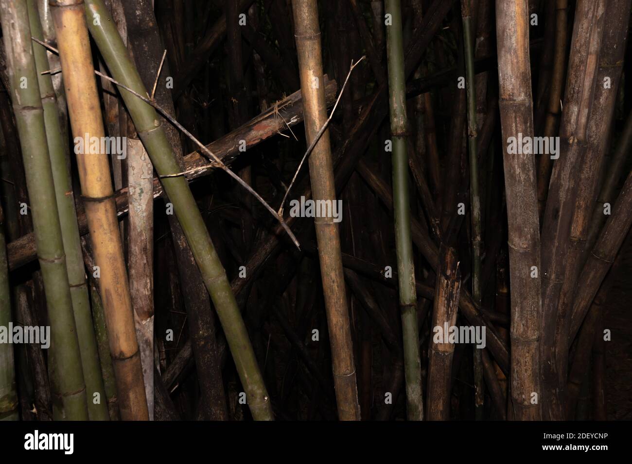 Bambù secco e bambù verde con sfondo in tonalità scura. Messa a fuoco sensibile. Foto Stock