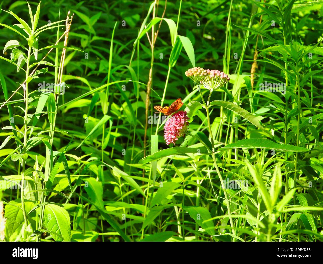 Orange Butterfly si siede su Pink Flower tra Green Foliage mentre Uno Spider pende sul fondo dello stesso Fiore In pieno sole sulla Prairie Foto Stock