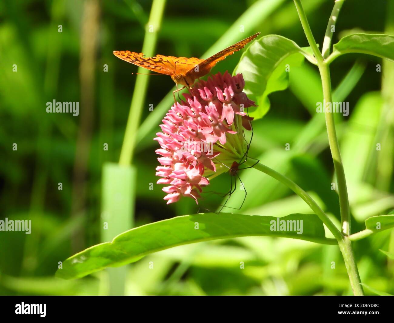 Farfalla di Fritillary (Argynnis pafia) lavata con argento Una farfalla arancione si siede su un fiore rosa con un Spider sul lato inferiore di Flower circondato b Foto Stock