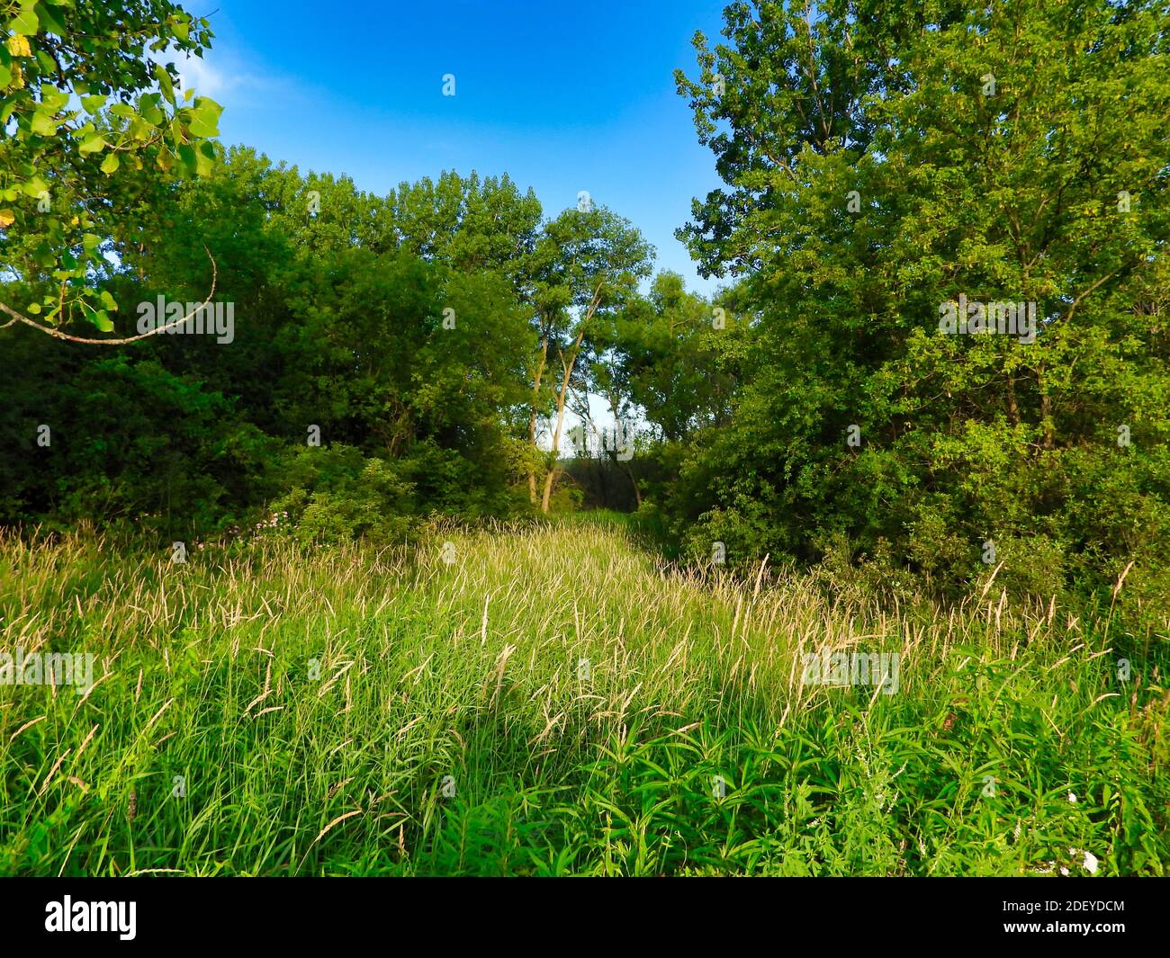 Un giorno estivo soleggiato nella foresta con verde lussureggiante Erba dando modo ad alberi e cespugli e blu luminoso Cielo Foto Stock