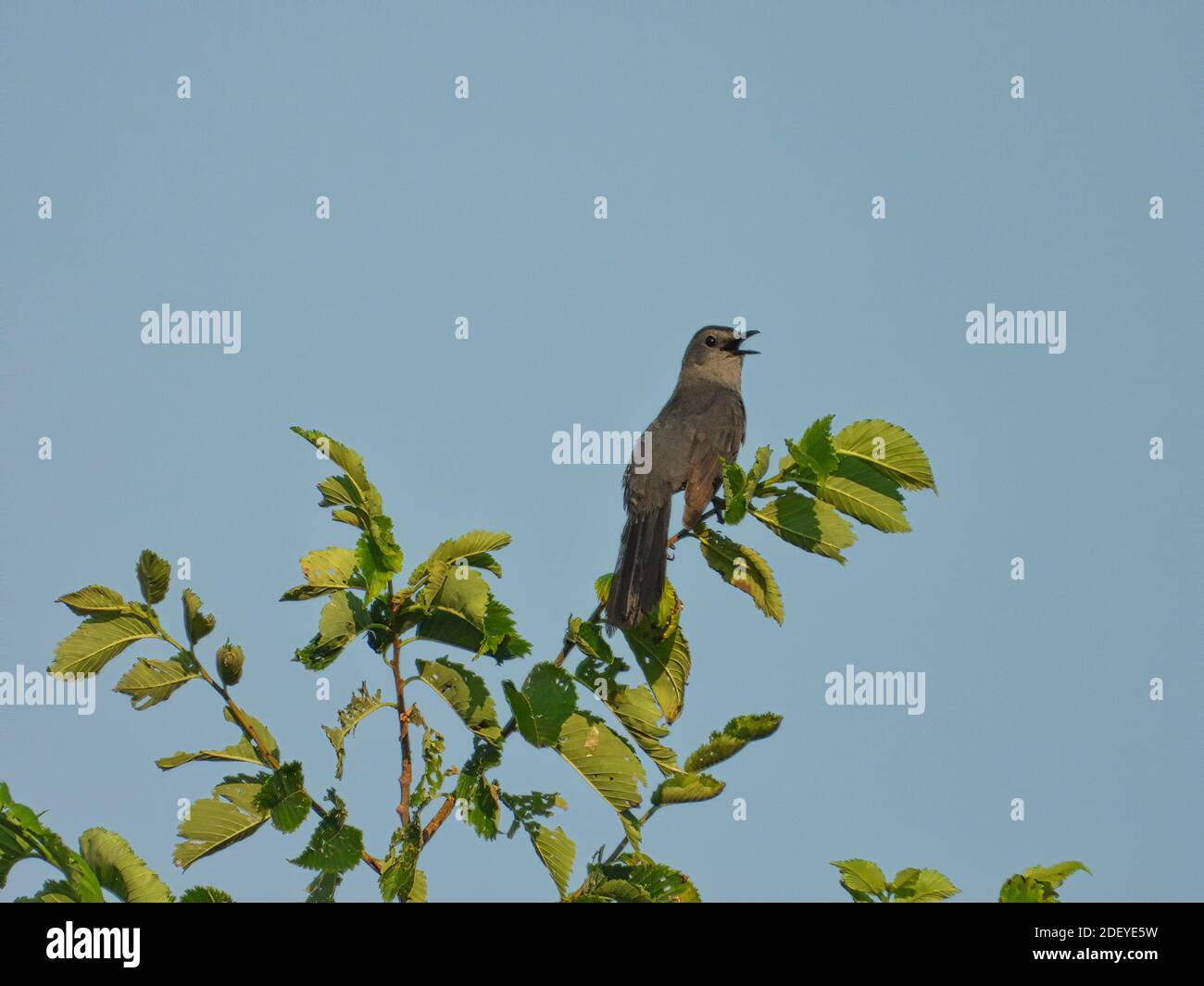 Gray Catbird Bird appollaiato su Top Tree Branch Singing Looking Indietro con becco aperto riempito con foglie verdi con blu Cielo in background Foto Stock