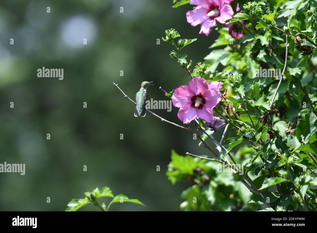 Colibrì con gola di rubino arroccato su Rose of Sharon Bush vicino a Flower Con becco aperto e polline sul becco Foto Stock
