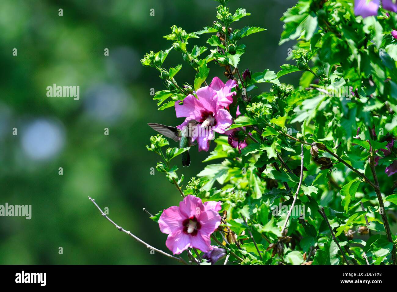 Hovers di Hummingbird con gola di rubino a Hibiscus Flower Bloom Gathering Nectar Foto Stock