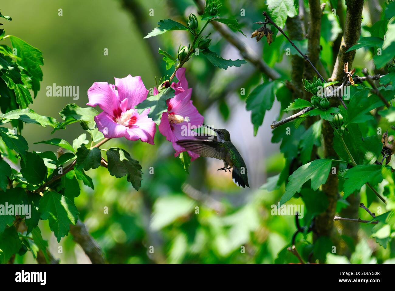 Il colibrì di Hummingbird si getta a Hibiscus mangiando Nectar con foglie verdi Dintorni Foto Stock