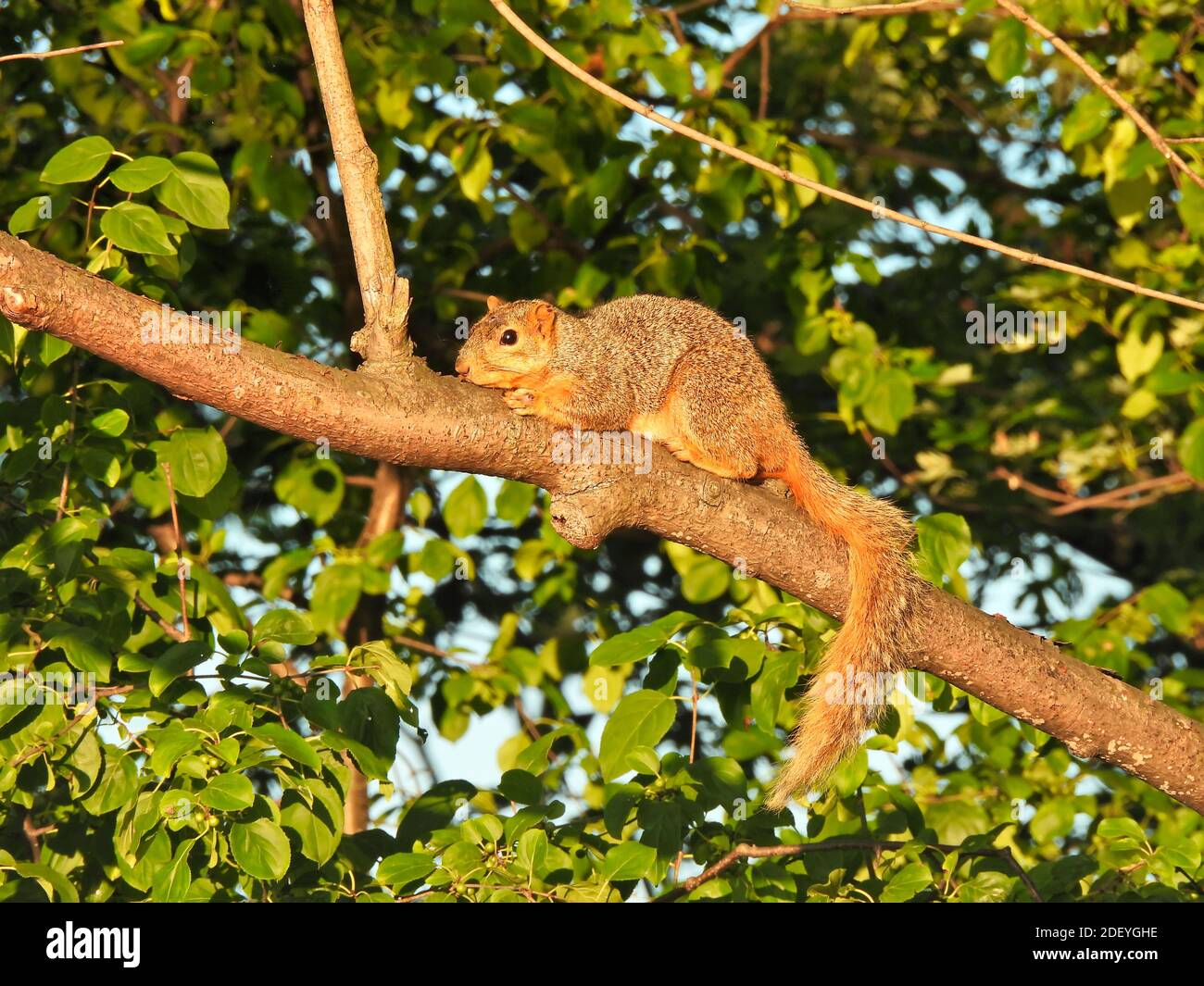 Pigro Squirrel in Alba mattina luce del sole che si posa su Tree Branch Con il sole arancione al tramonto circondato da foglie di Green Tree Foto Stock