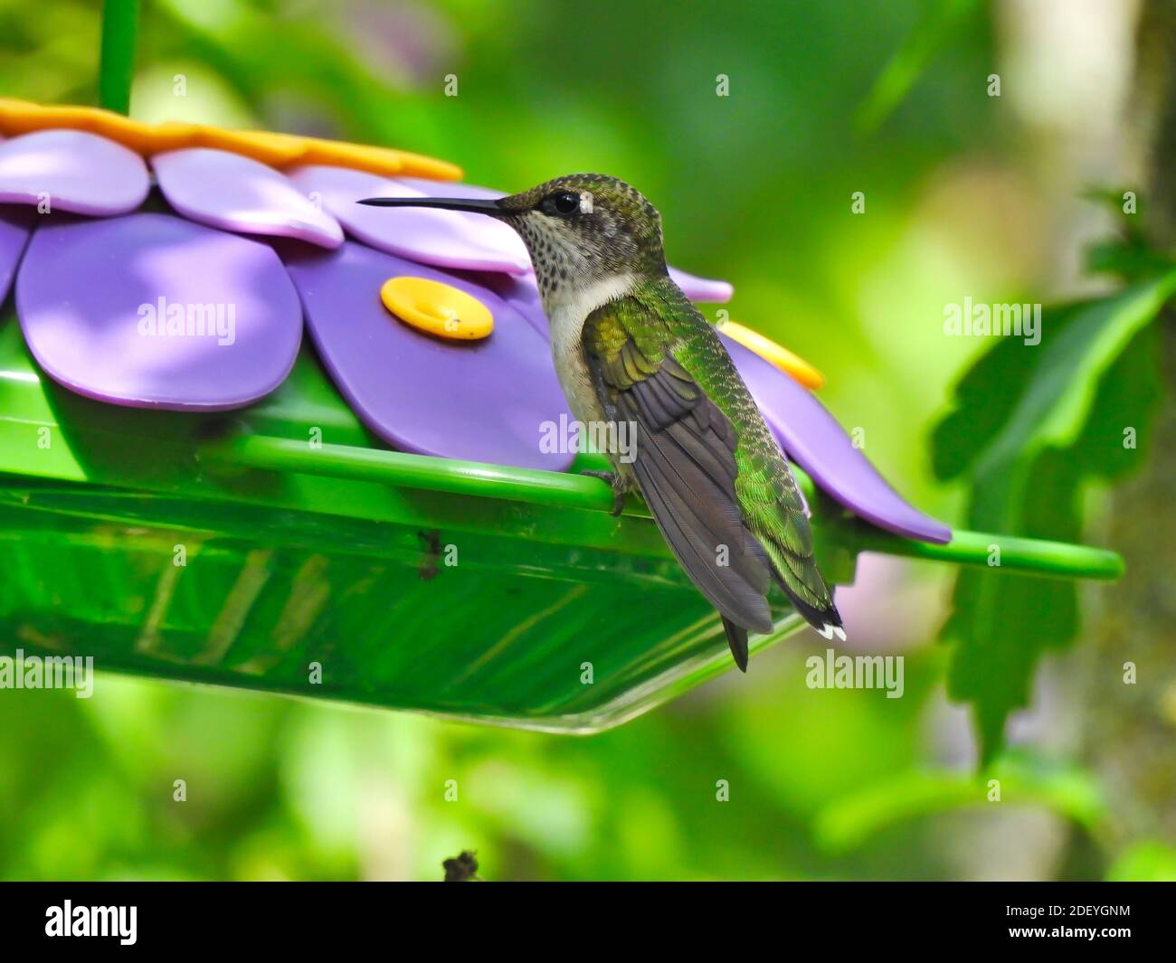 Hummingbird con gola di rubino arroccato su Bird Nectar Feeder a forma di fiore viola Guardando lateralmente nella vista profilo con le foglie verdi in background Foto Stock