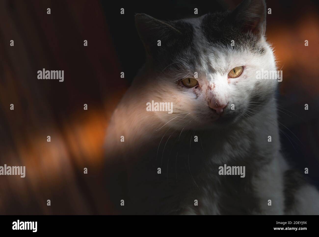 Gatto domestico pronto ad attaccare la sua preda da ambush Foto Stock