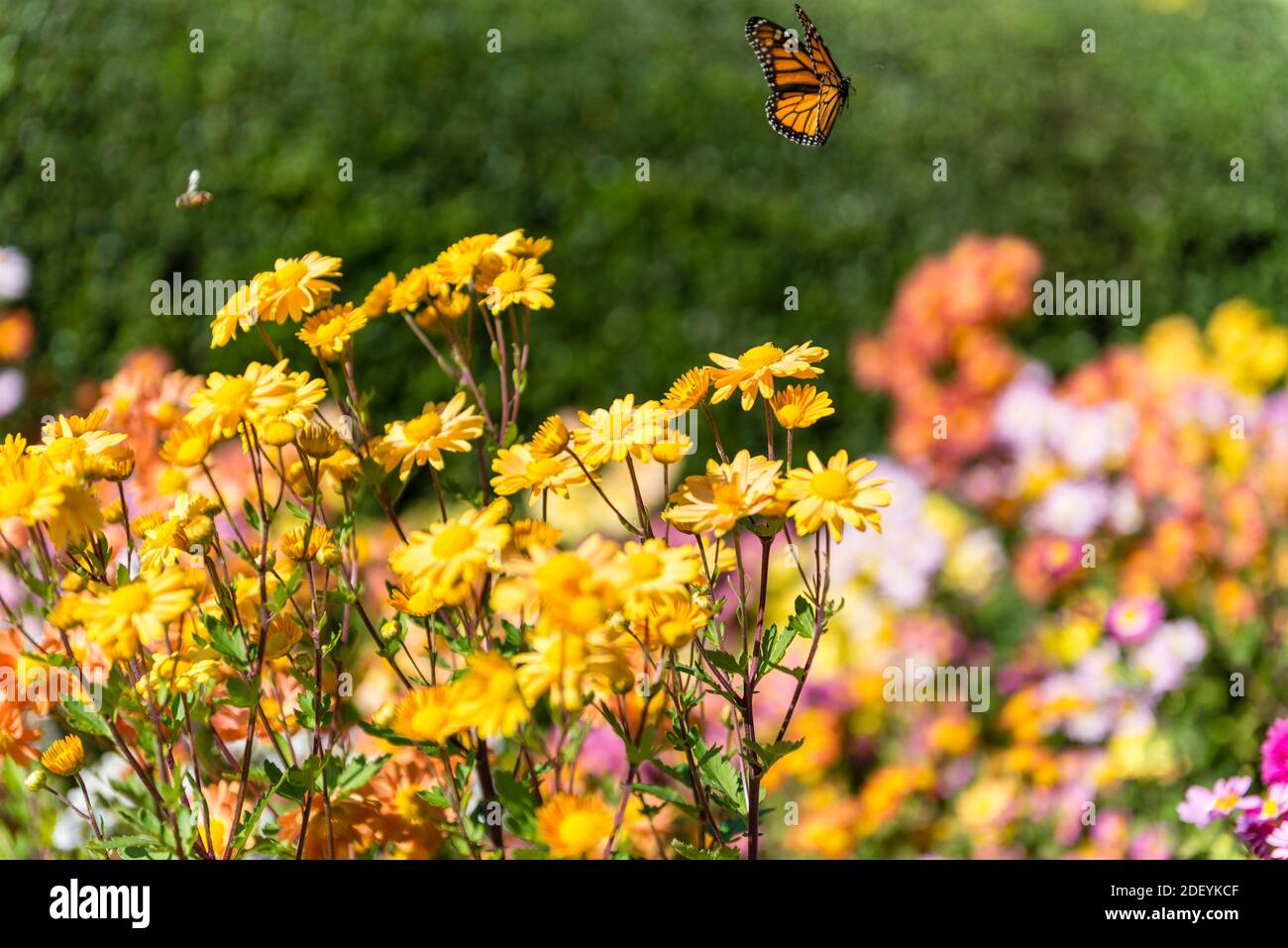 Fiori gialli con farfalle che volano nei giardini di Central Park Foto Stock