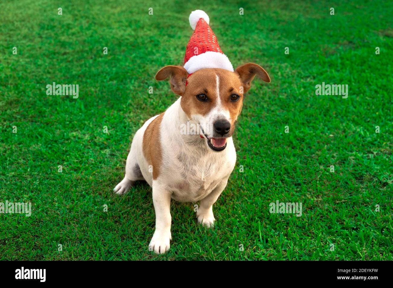 Cute Puppy giocando con il suo cappello di Santa Foto Stock