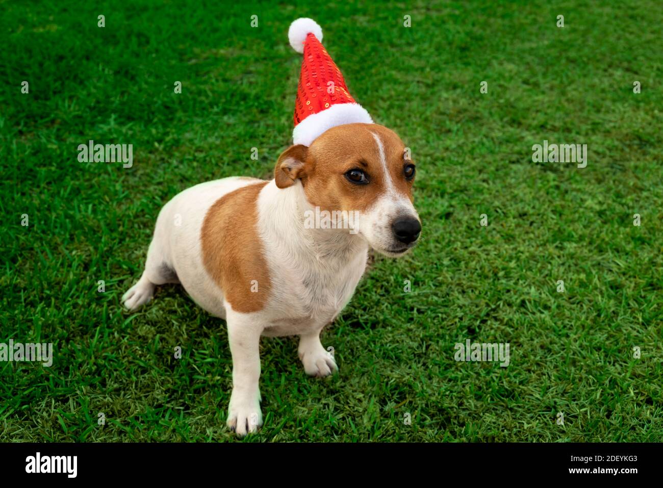 Cute Puppy giocando con il suo cappello di Santa Foto Stock