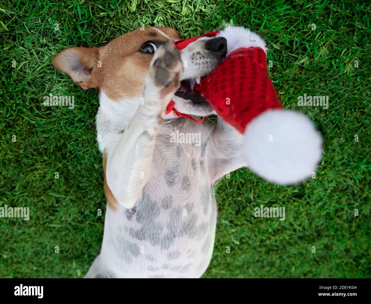 Cute Puppy giocando con il suo cappello di Santa Foto Stock