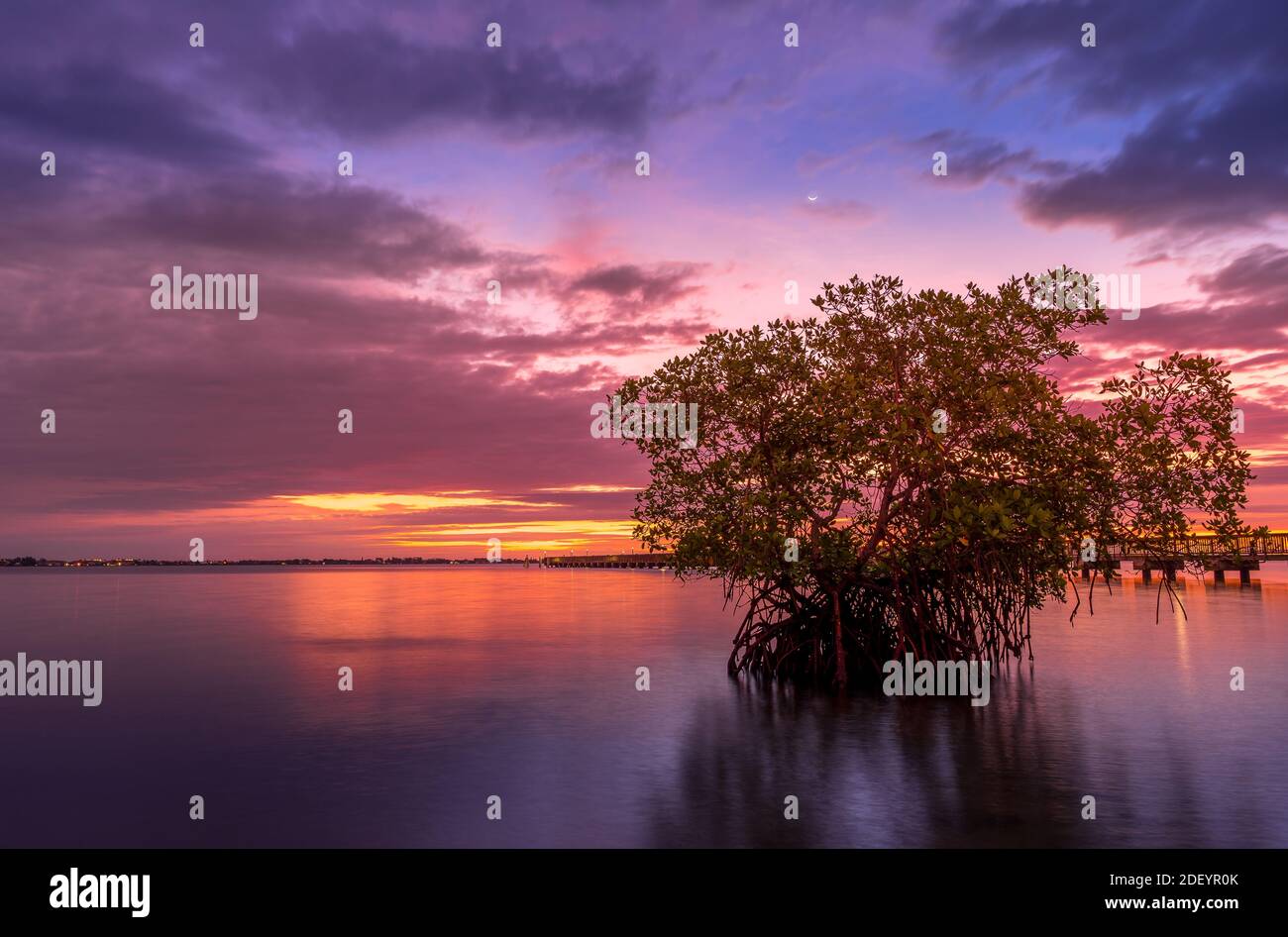Albero di mangrovie durante l'alba a Jensen Beach Florida Foto Stock