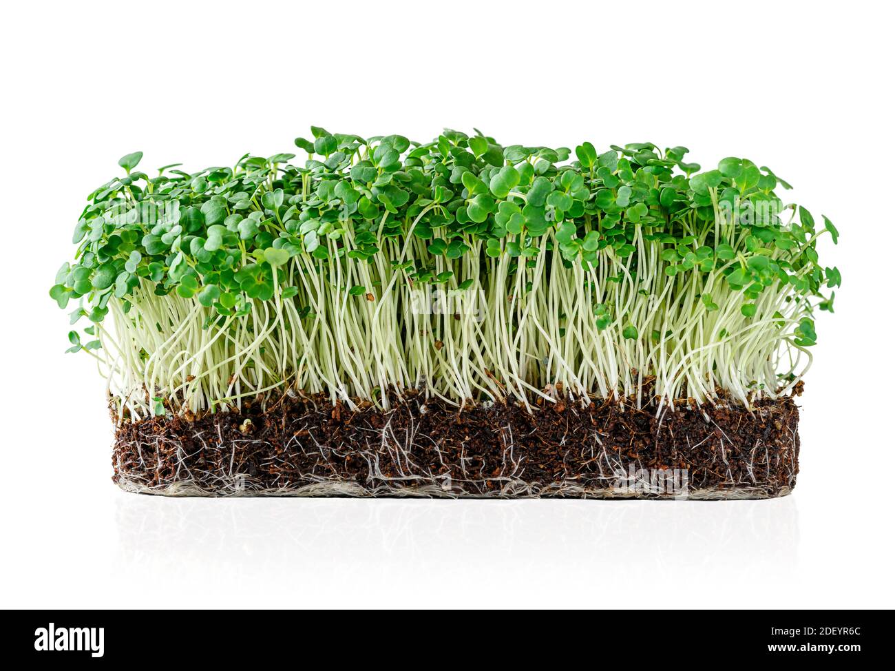 Germogli di rucola di micro verde in crescita con terreno in vaso isolato su sfondo bianco. Tracciato di ritaglio Foto Stock