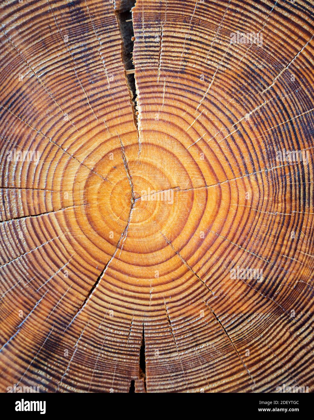 Vista ravvicinata del nucleo in legno. Segati albero maturo sezione con crepe e gli anelli che indicano l'età. Organici naturali con texture incrinato e superficie ruvida. Foto Stock