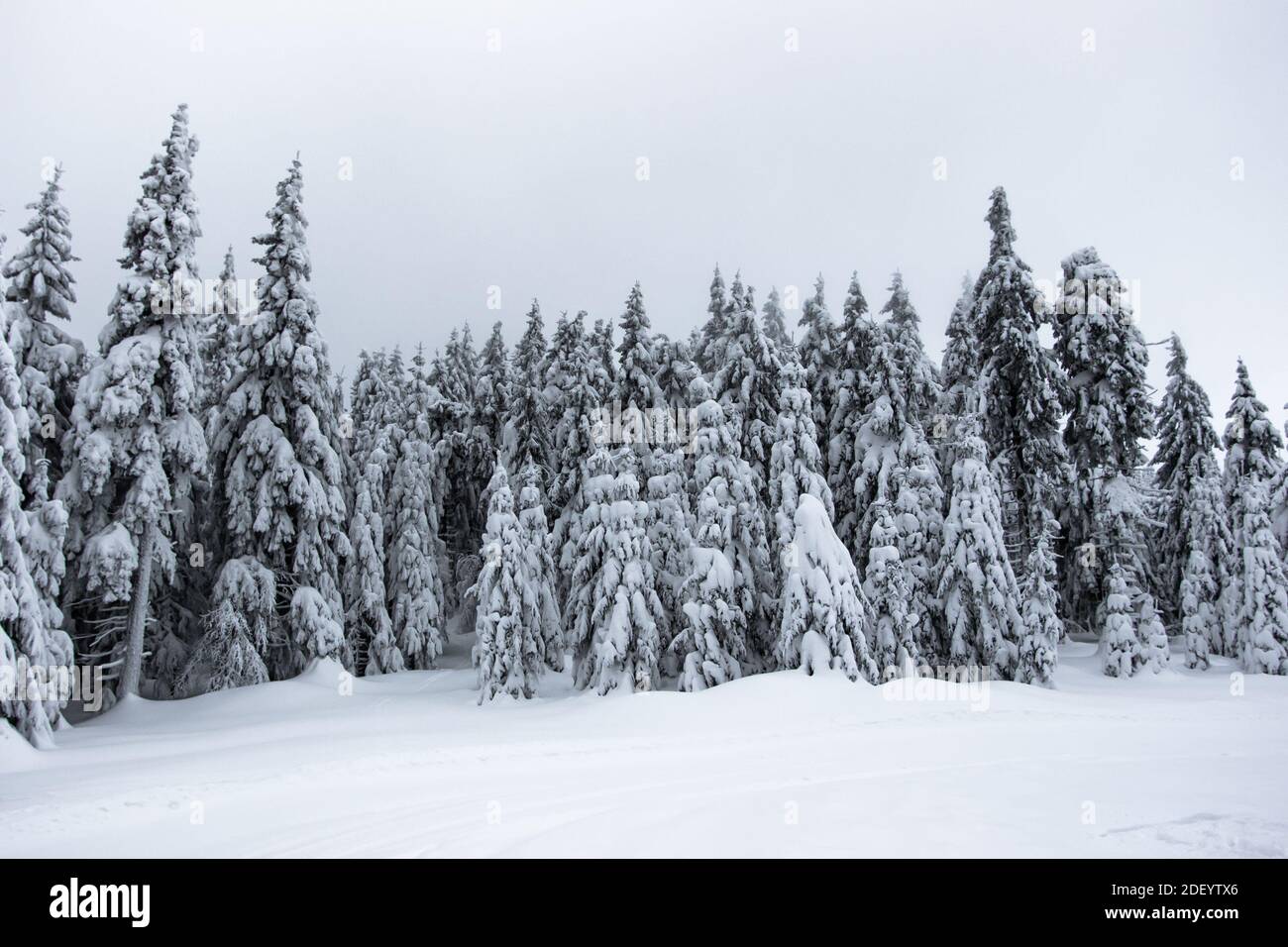 Alti alberi ghiacciati coperti di gelo e snow.Christmas o Capodanno background.White paesaggio invernale in Forest.Snowy alberi. Inverno fantastico Foto Stock