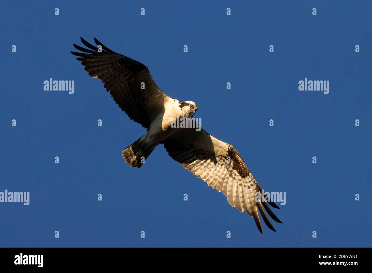 Falco pescatore (Pandion haliaetus), EE Wilson Area faunistica, Oregon Foto Stock