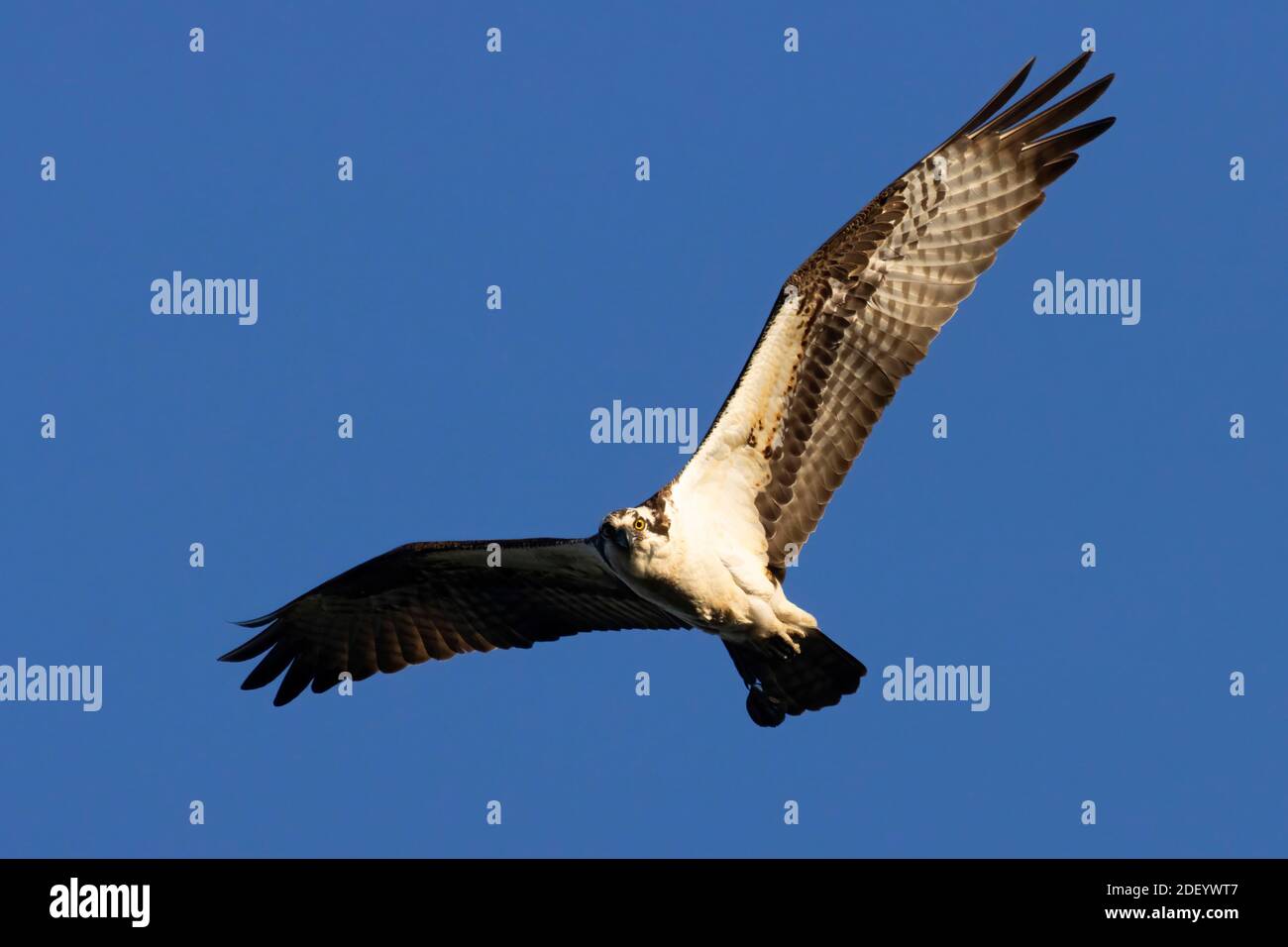 Falco pescatore (Pandion haliaetus), EE Wilson Area faunistica, Oregon Foto Stock