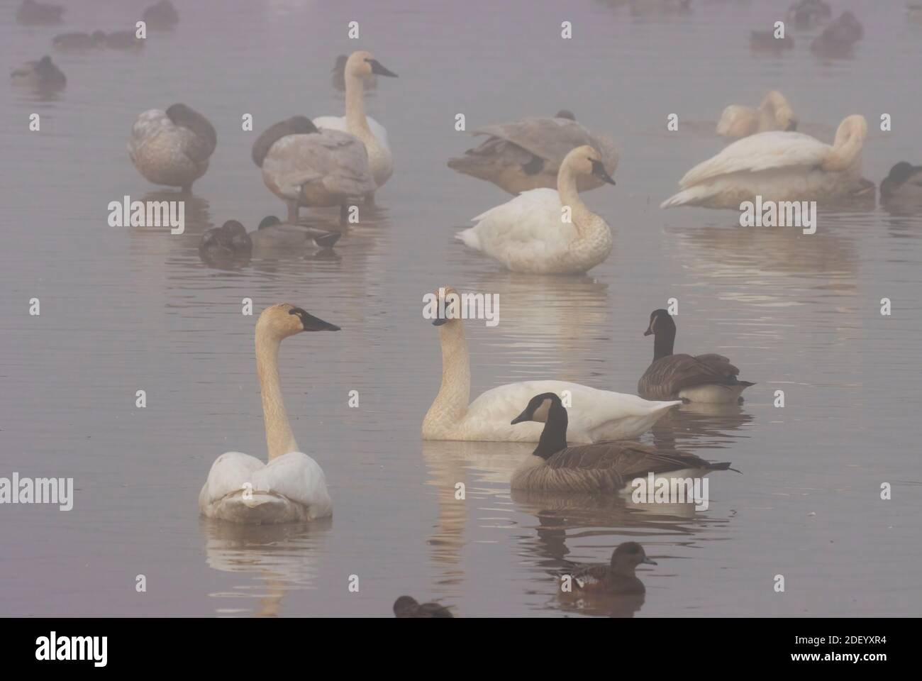 Cigni tundra (Cygnus colombianus) a McFadden Marsh in nebbia, William Finley National Wildlife Refuge, Oregon Foto Stock