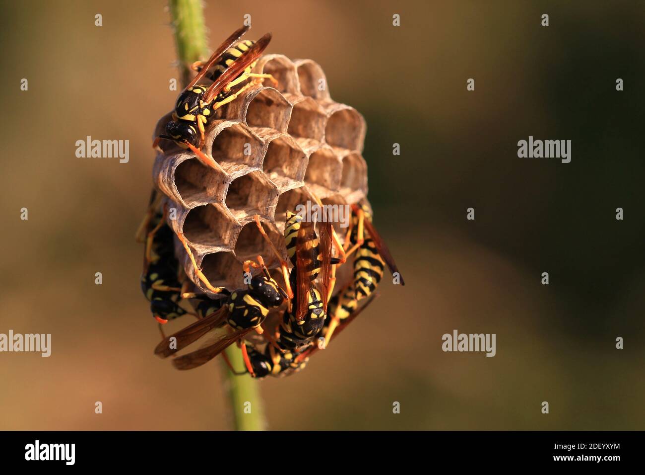 Sei vespe di carta europee (polistes) tengono occupato sul loro nido (luglio, sud della Francia) Foto Stock