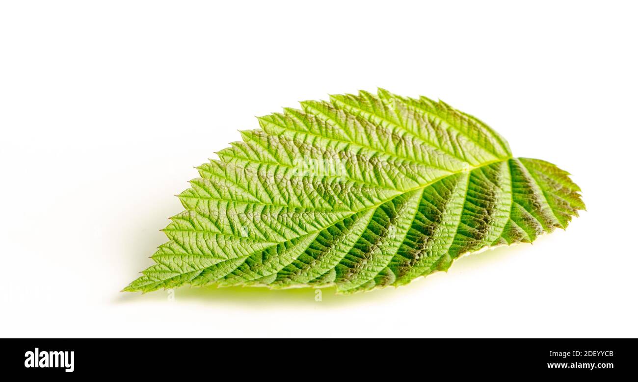 Foglia verde di lampone su sfondo bianco Foto Stock