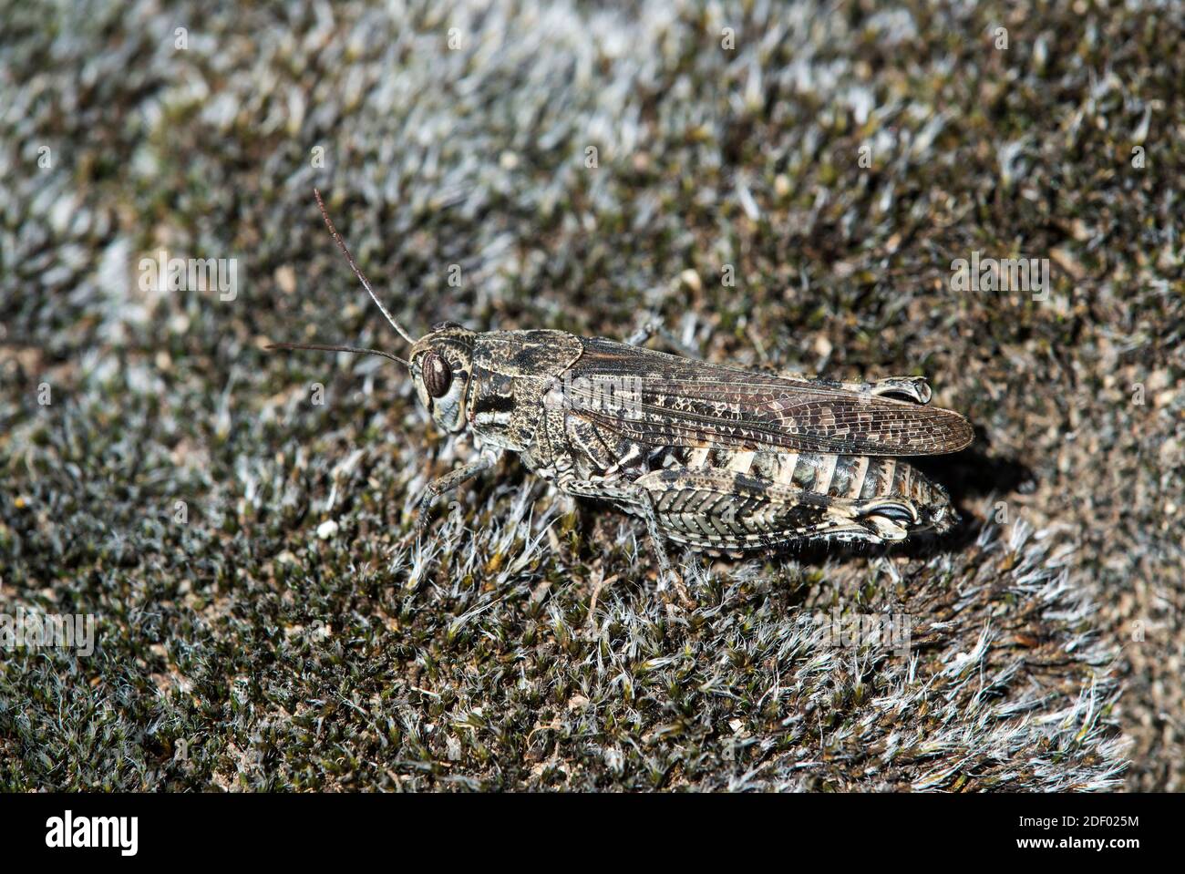 Bene camuffato gracshopper specie Bryodemella tuberculata della famiglia Acrididae, Vallese, Svizzera Foto Stock