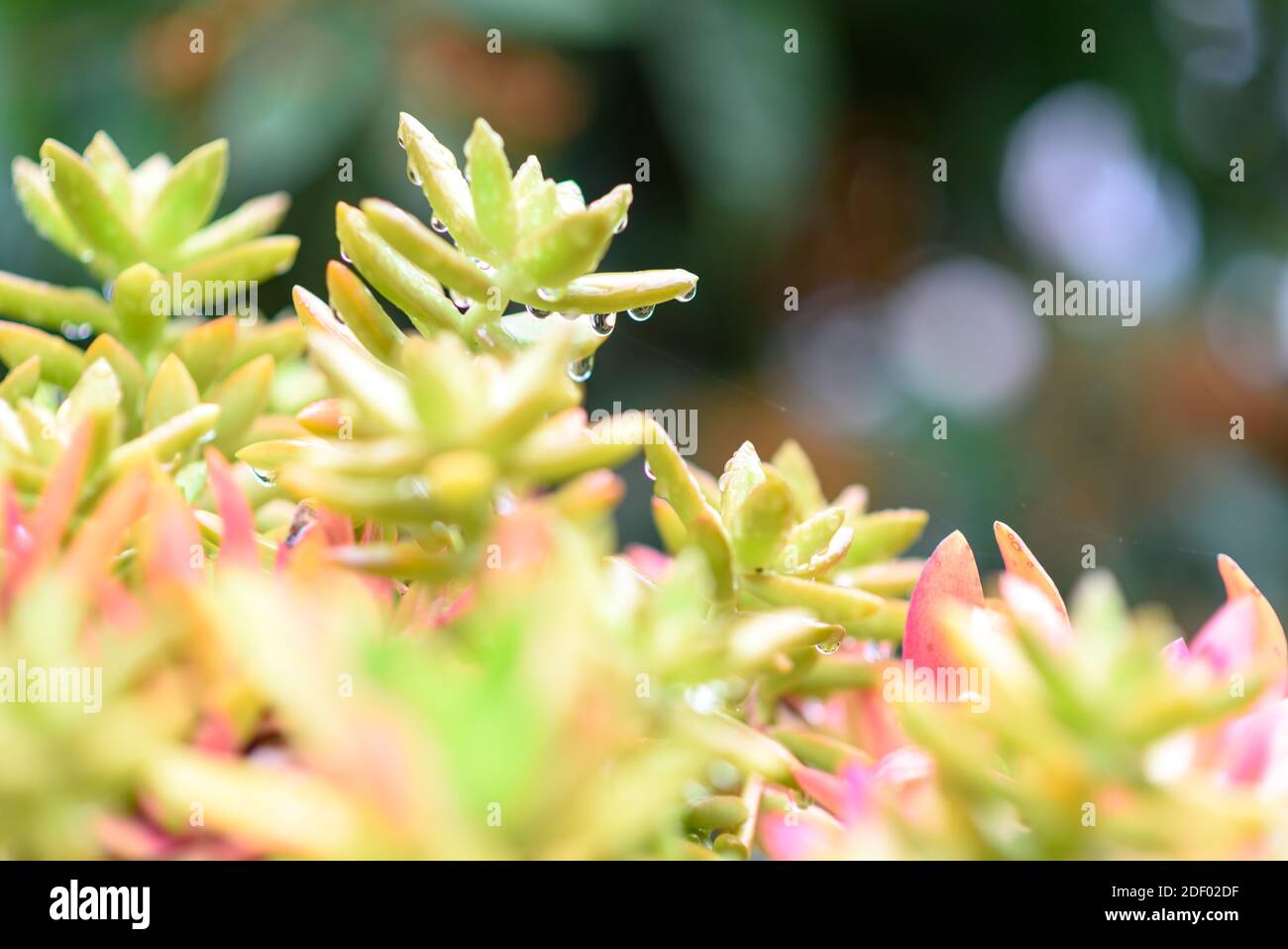 Pianta succulenta di Cactus in Giardino. Sedum adolphii. Foto Stock
