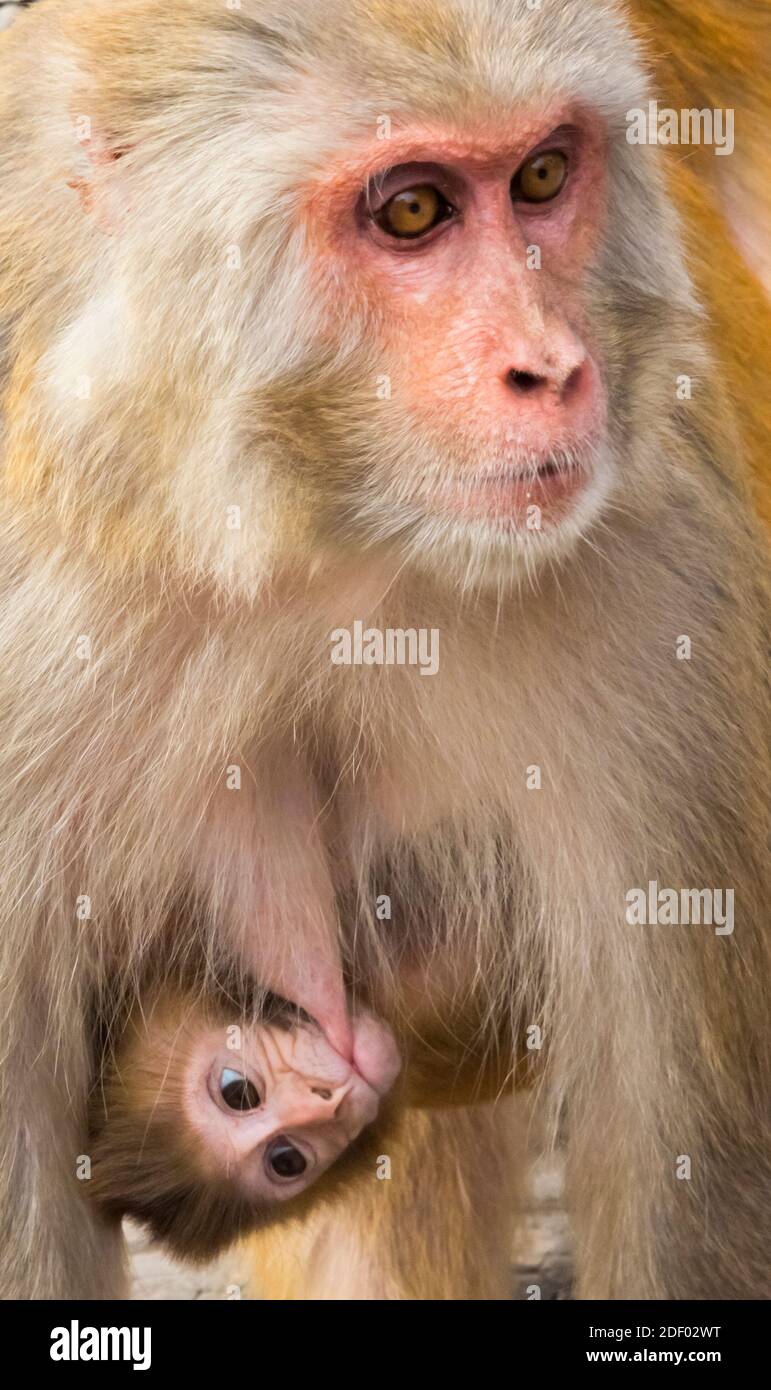 Scimmia con cucciolo, Kathmandu, Nepal Foto Stock
