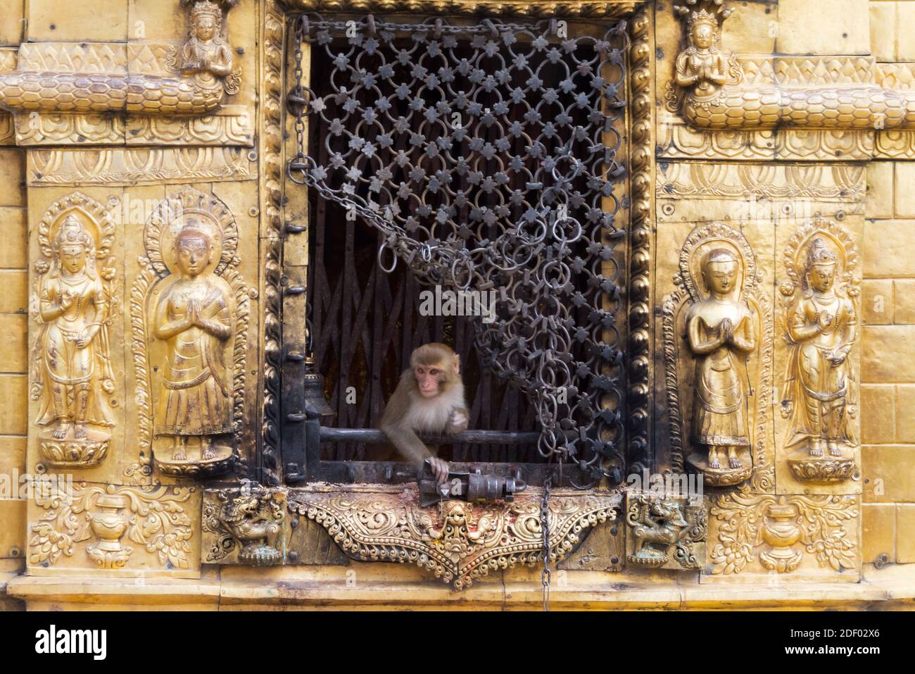 Scimmia in una finestra a Swayambhunath, Kathmandu, Nepal Foto Stock