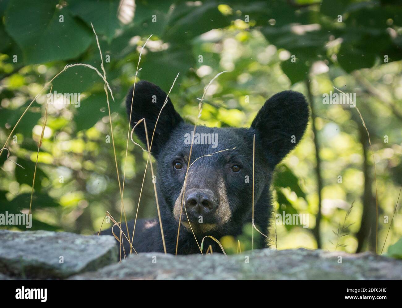 Un orso nero americano (Ursus americanus) si innalca sulla parete rocciosa lungo Skyline Drive, Shenandoah National Park, Virginia. Foto Stock