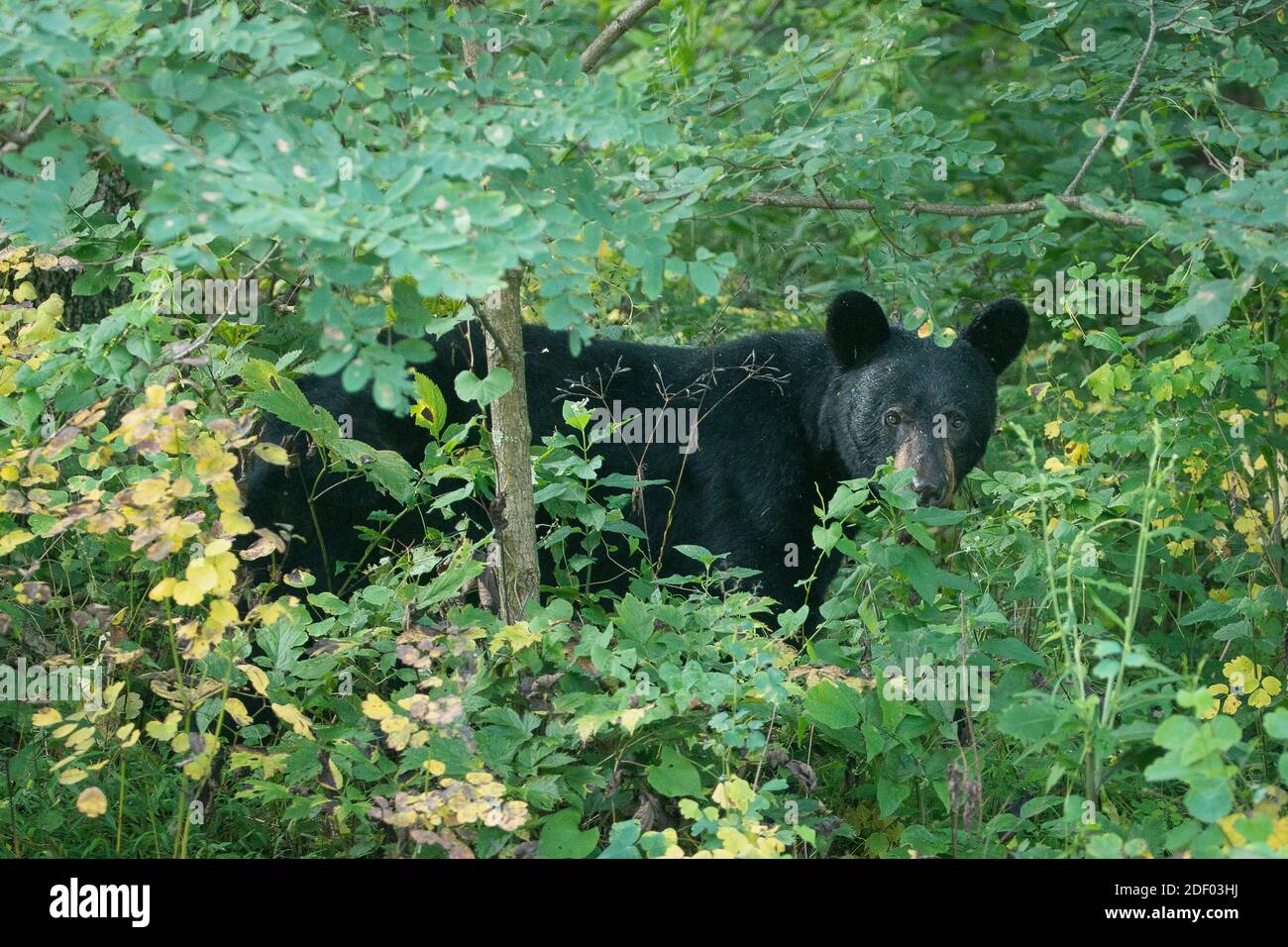 Un orso nero americano (Ursus americanus) cammina attraverso la foresta che confina con Skyline Drive, Shenandoah National Park, Virginia. Foto Stock